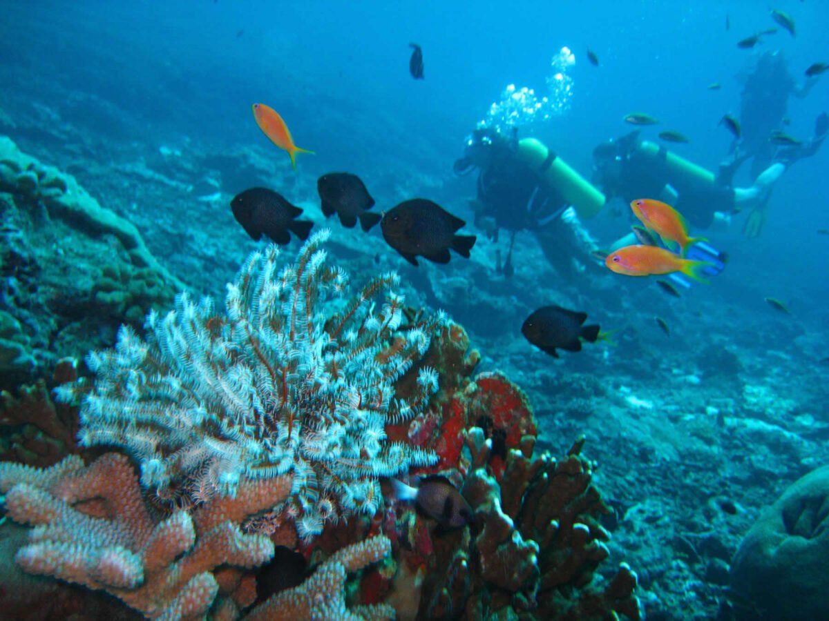 arraial do cabo mergulho (2)