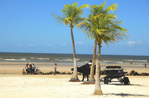 ilha do marajo-para